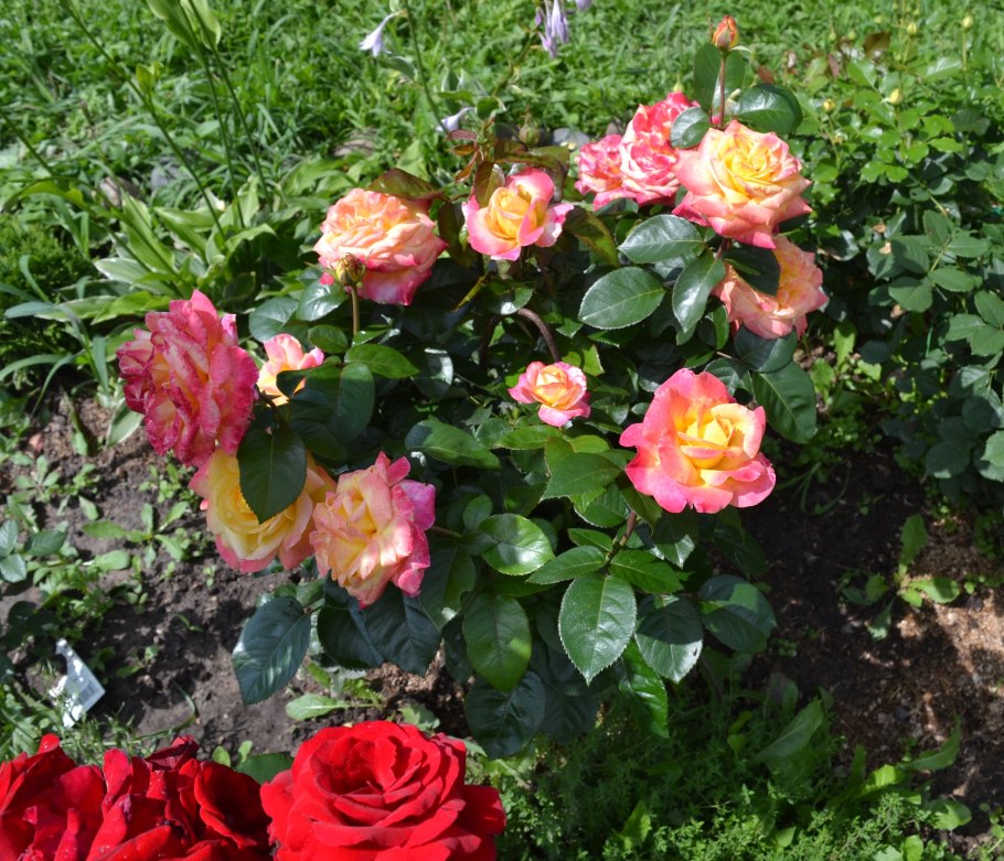 Роза Пульман Ориент