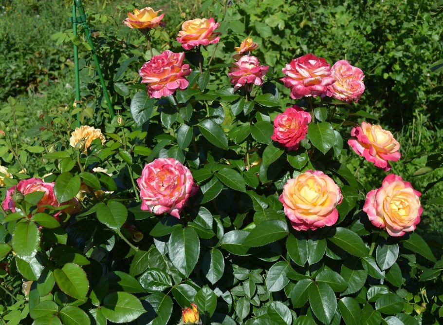 Роза Пульман Ориент экспресс Мейян чайно-гибридная 1ш