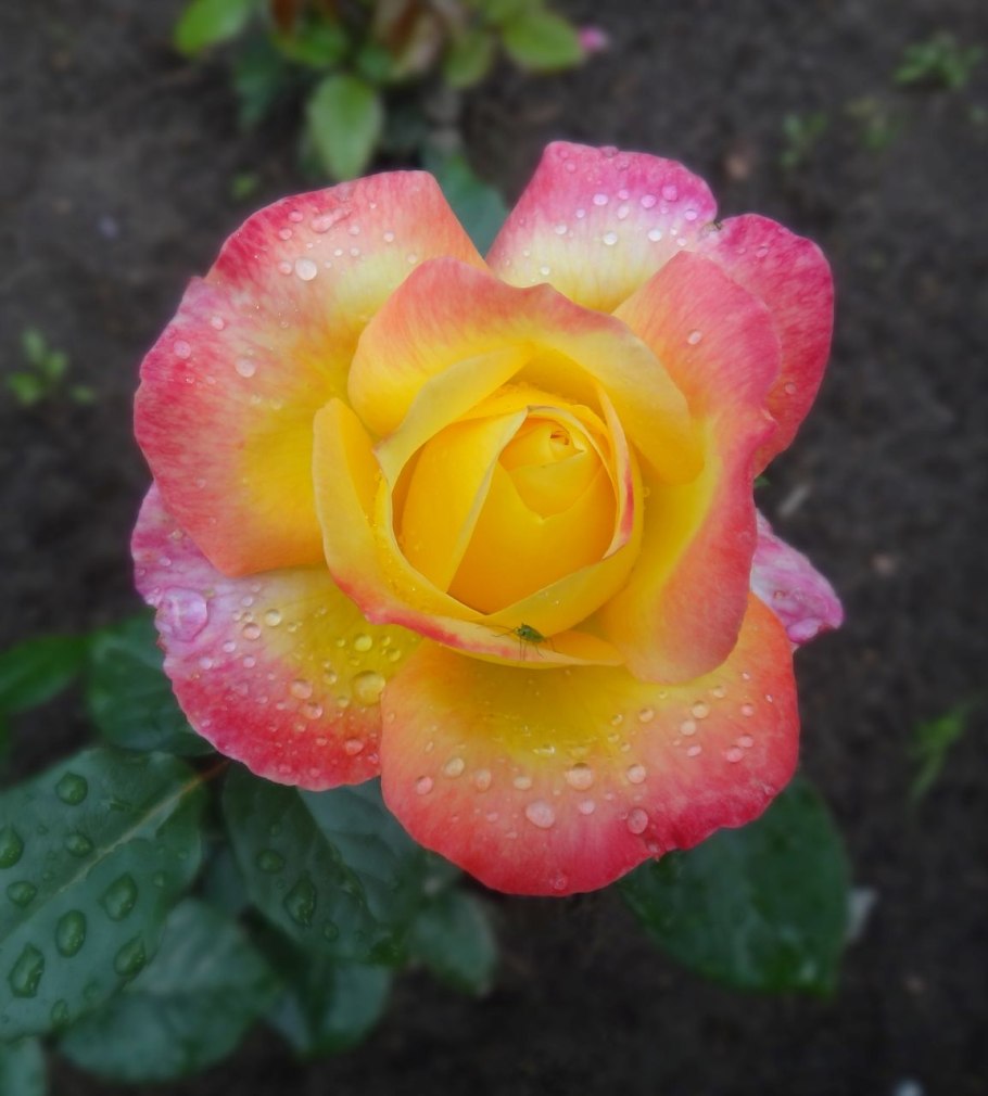 Роза Пульман Ориент