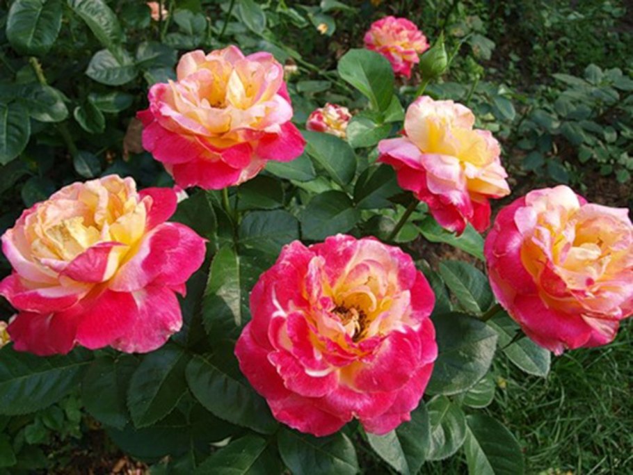 Роза чайно-гибридная Пульман Ориент экспресс