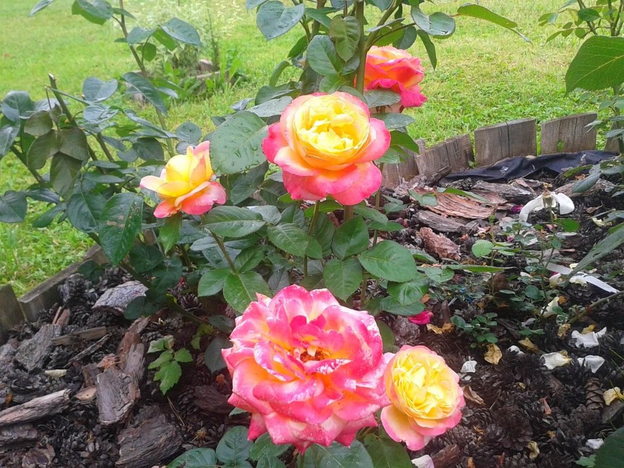 Роза Мейян чайно-гибридная Пульман Ориент