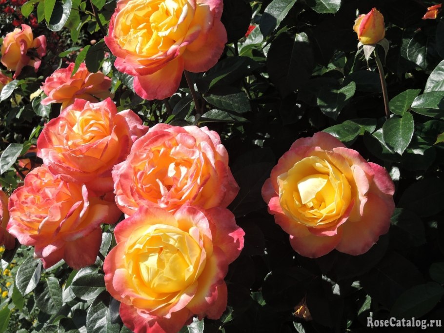 Роза Пульман Ориент