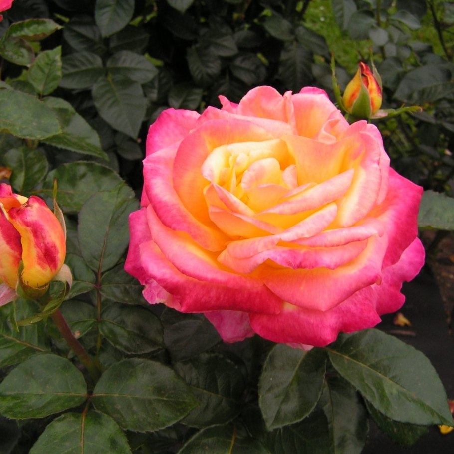 Роза чайно-гибридная Orient Express