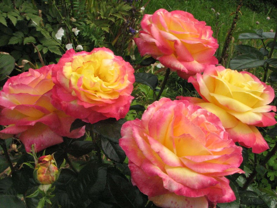 Роза чайно-гибридная orient express