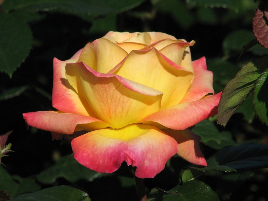 Роза Пульман Ориент