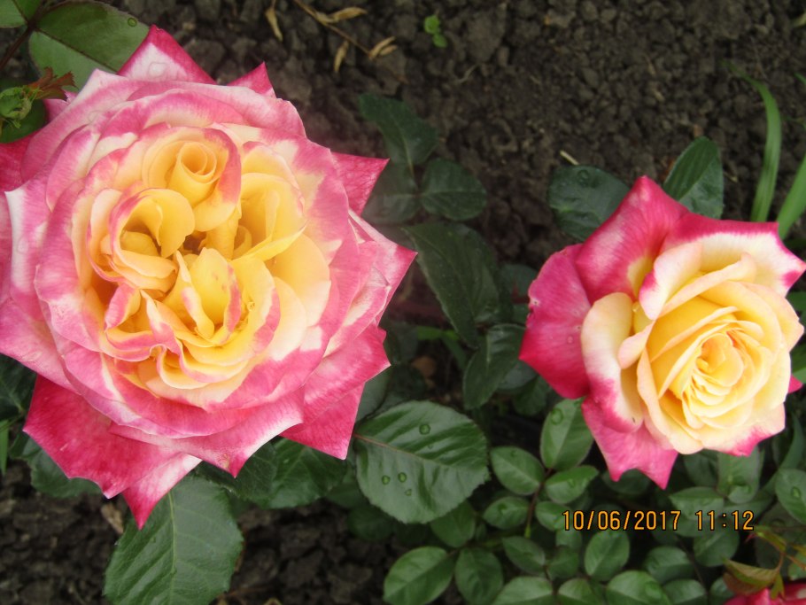 Роза чайно-гибридная пульман ориент экспресс