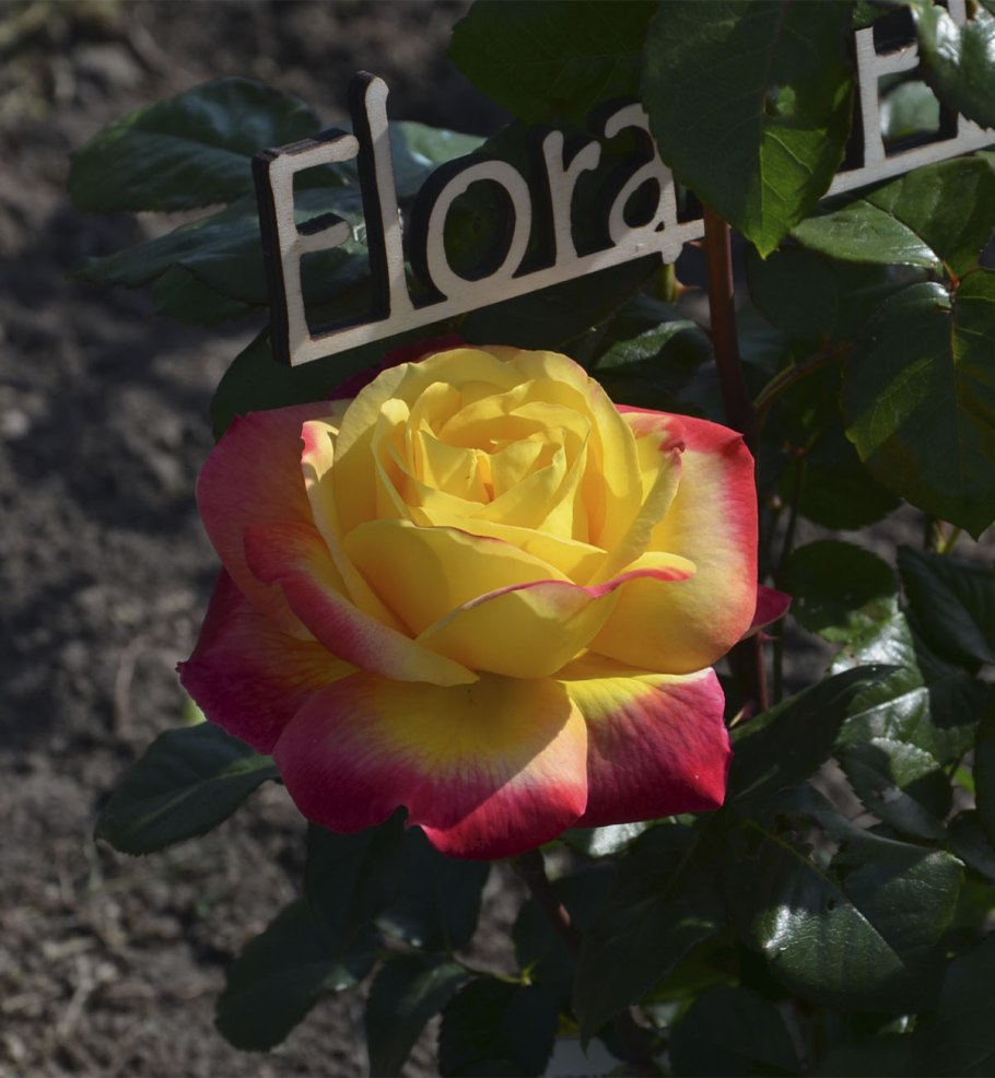 Роза пульман ориент экспресс