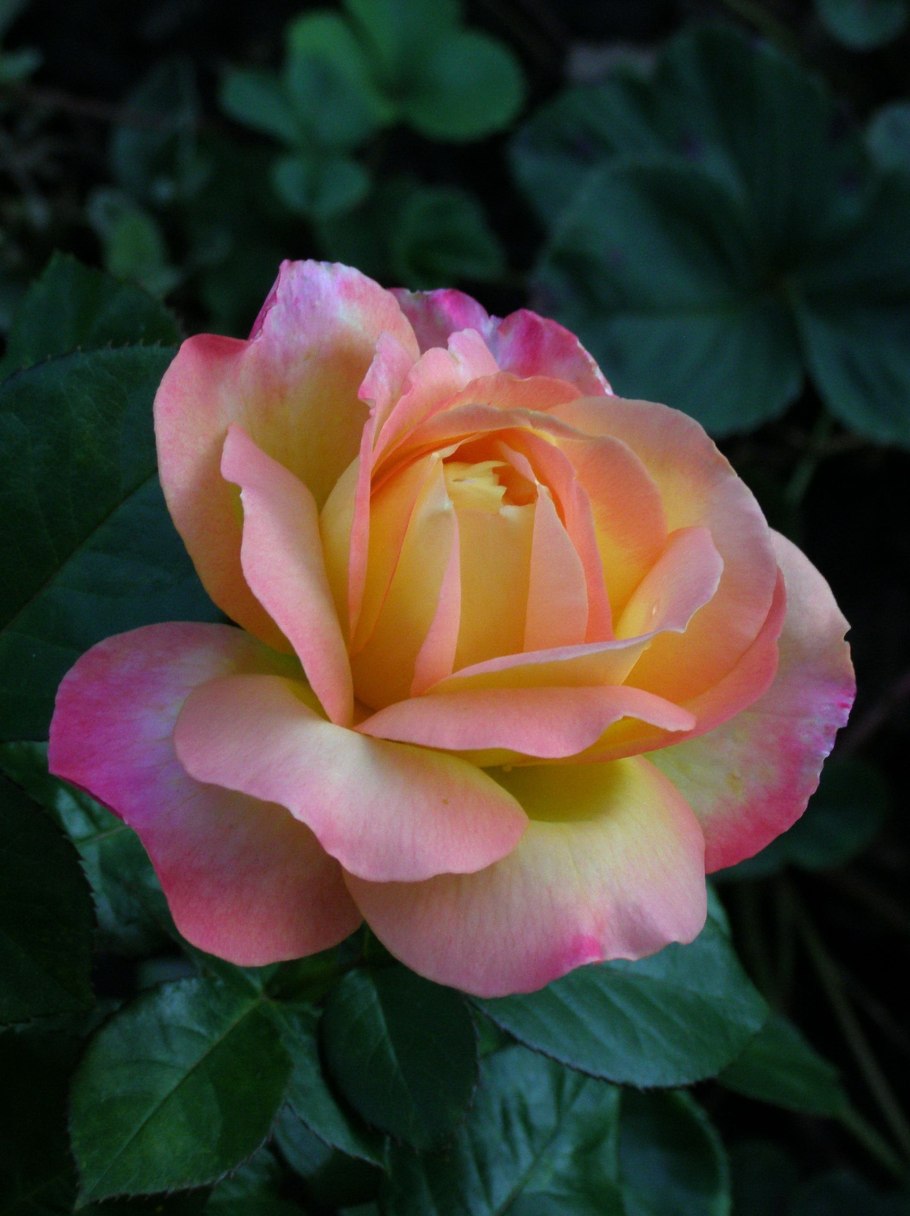 Роза чайно гибридная восточный экспресс