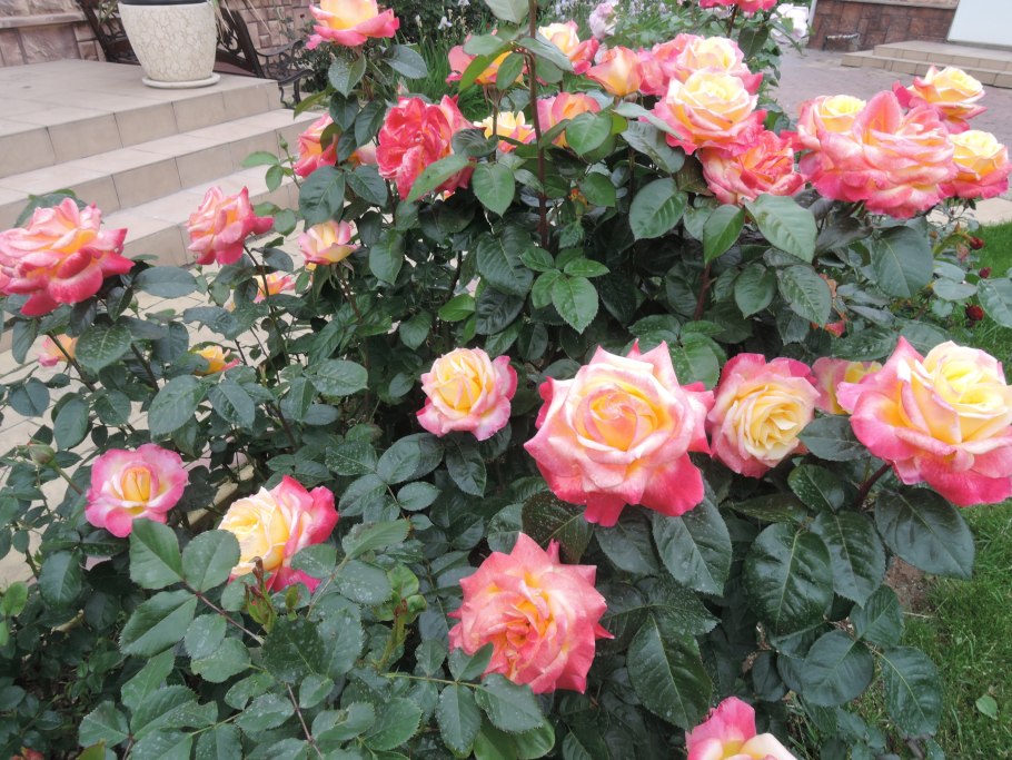 Роза Кроненбург и Пульман Ориент экспресс