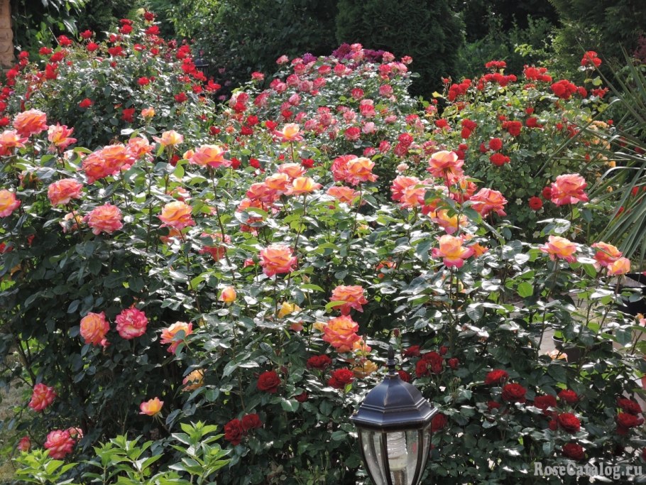 Роза чайно-гибридная христофор колумб