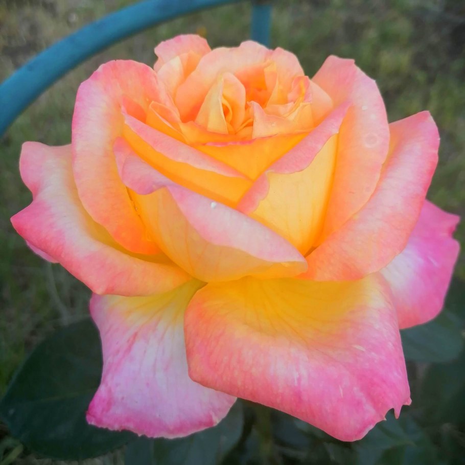 Роза роза Восточный экспресс