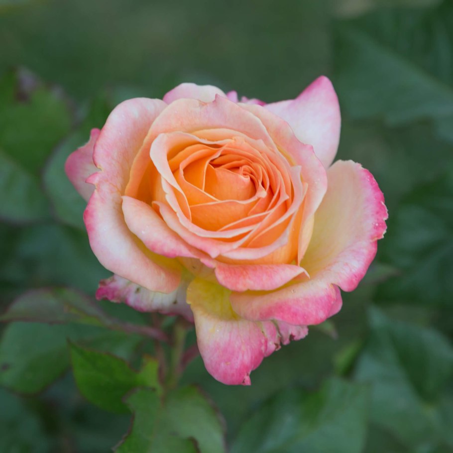 Роза ч/г Восточный экспресс фото и описанием сорта