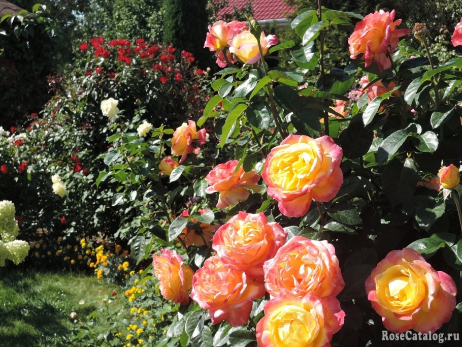 Роза чайно-гибридная Orient Express