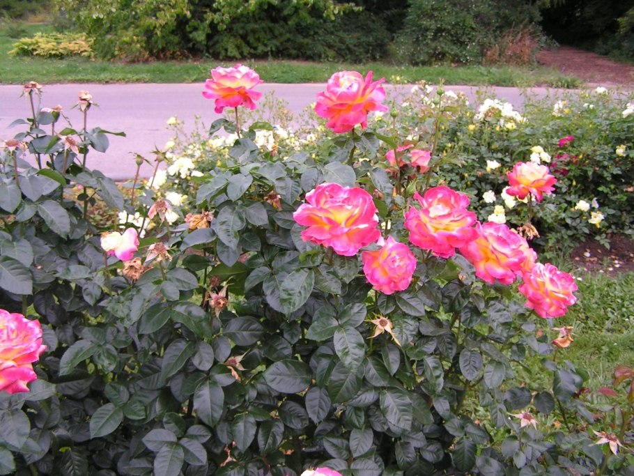 Роза Pullman Orient