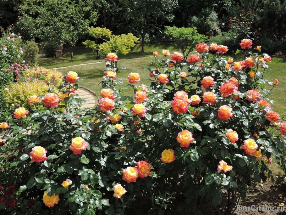 Роза чайно-гибридная Orient Express