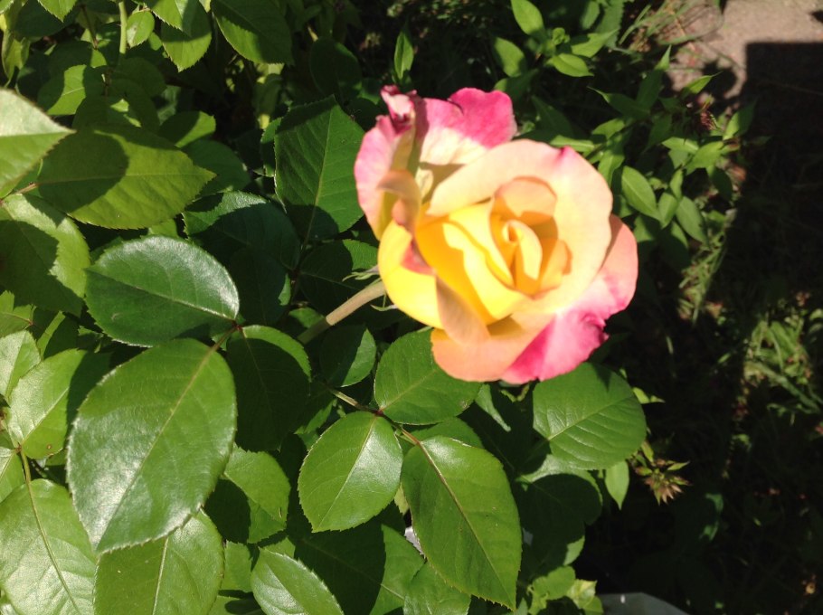 Роза пульман ориент экспресс