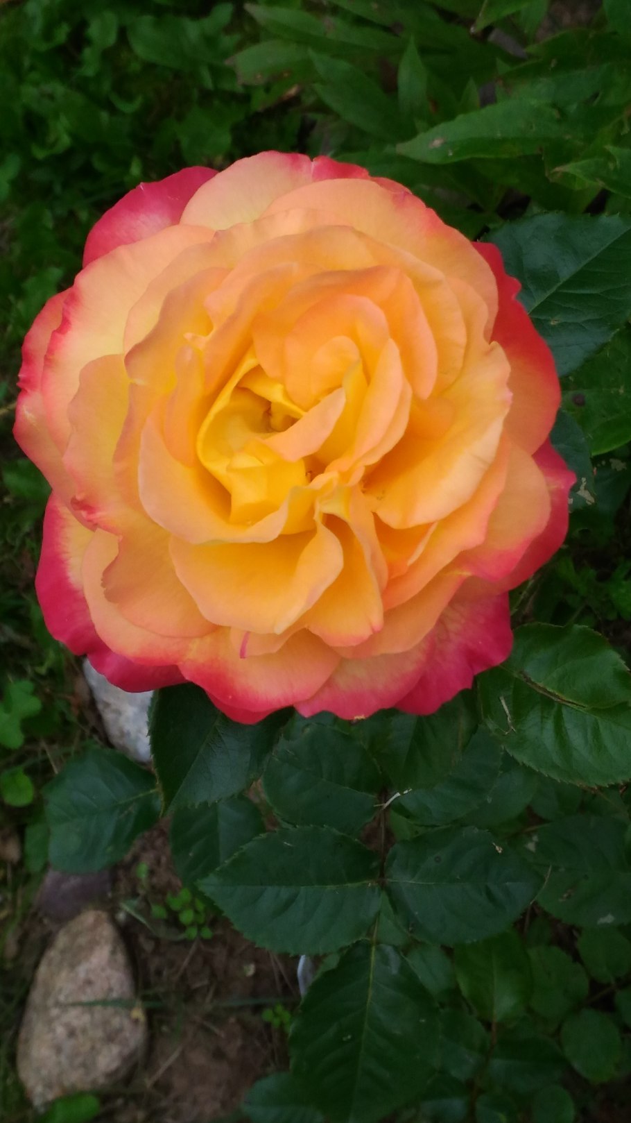 Роза Пульман Ориент