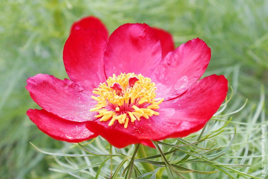 Пион тонколистный белый