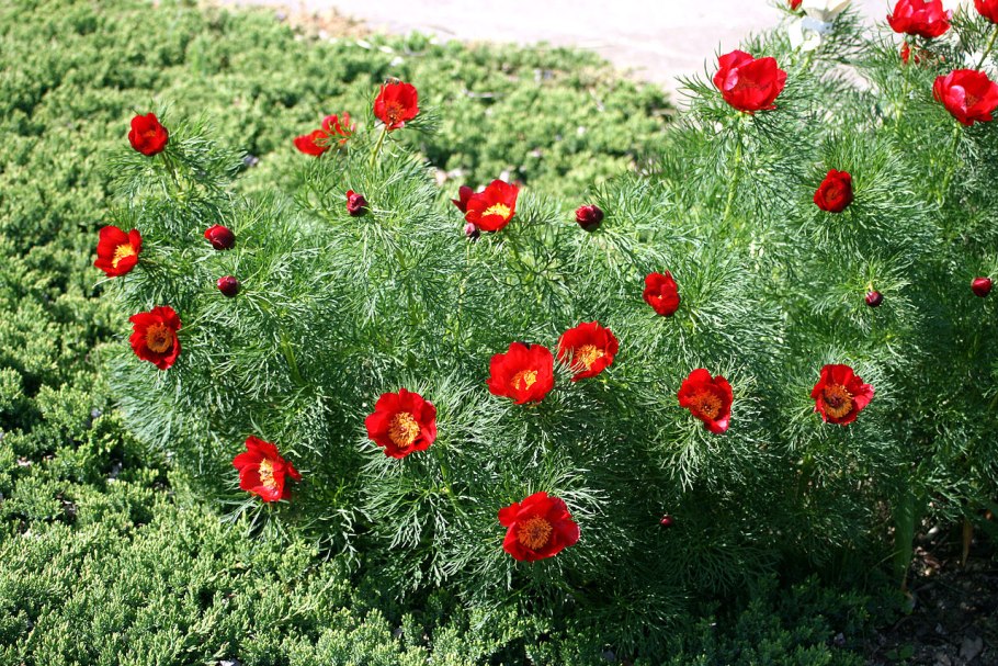 Пион тонколистный в Крыму