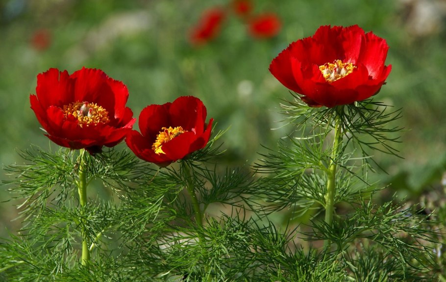 Пион тонколистный Степной