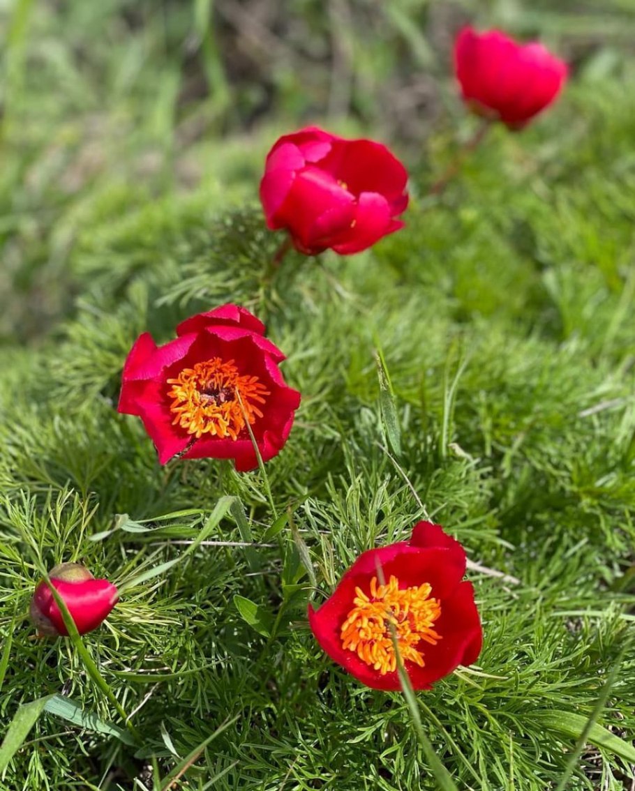 Пион узколистный Воронец