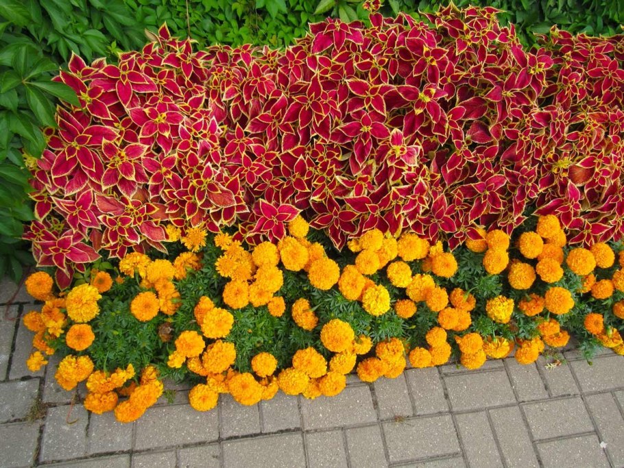 Однолетники двулетники многолетники