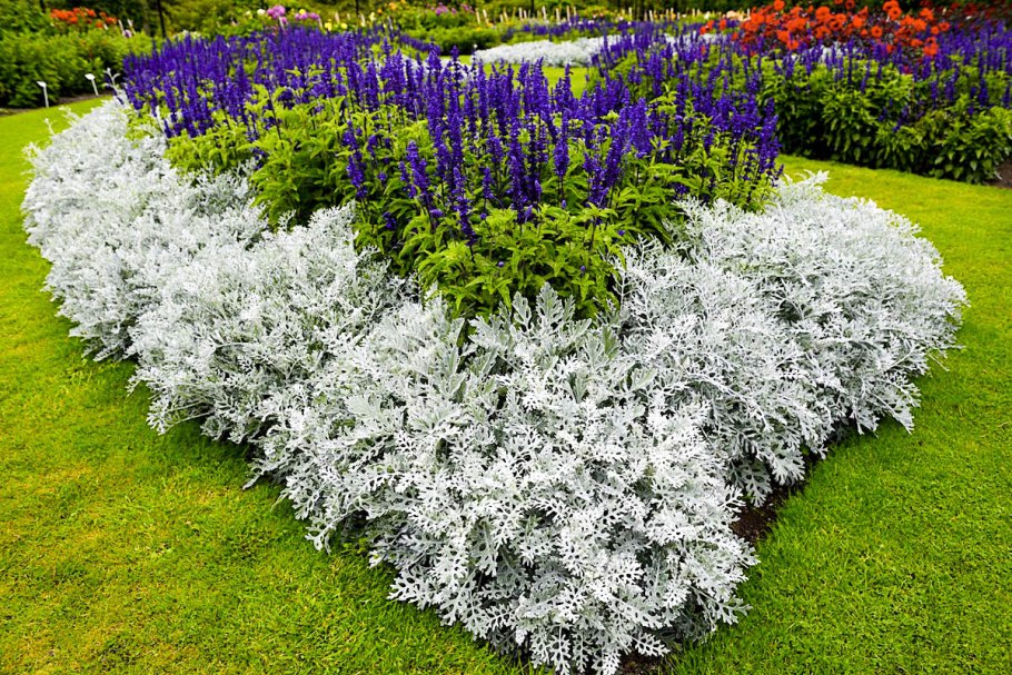 Клумба Хоста астильба гейхера