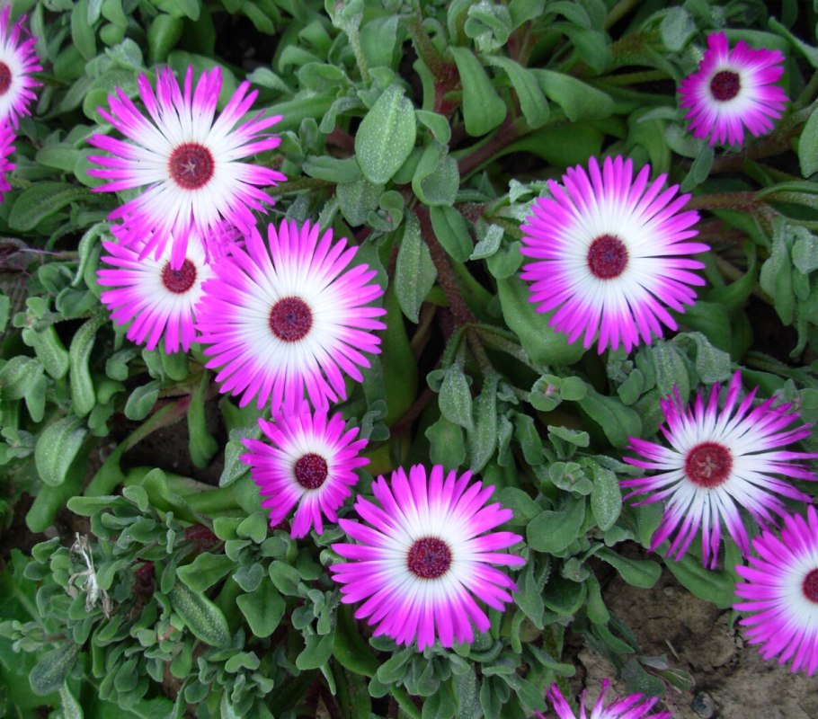 Агератум бархатцы цинерария