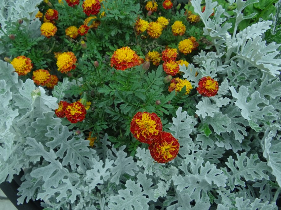 Колеус бордюрный