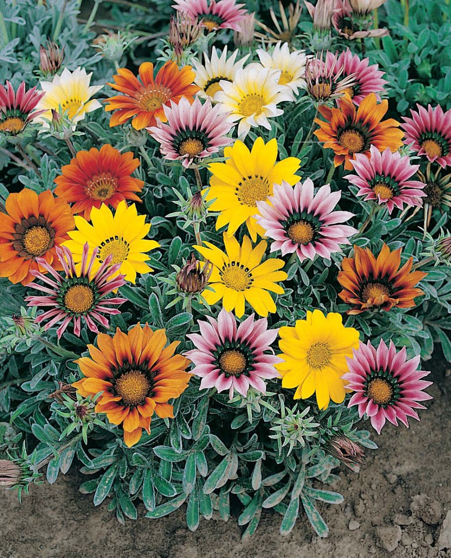 Клумбовые многолетники.