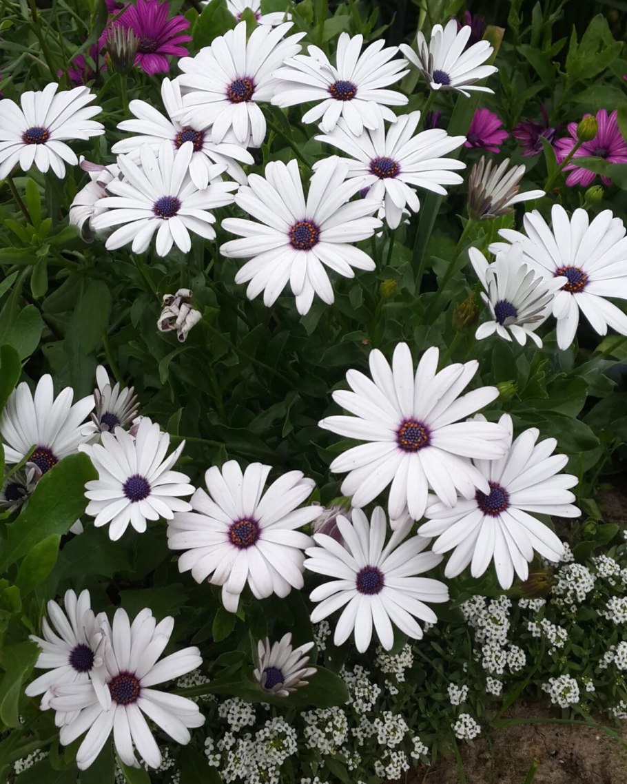 Бордюрные цветы низкорослые портулак