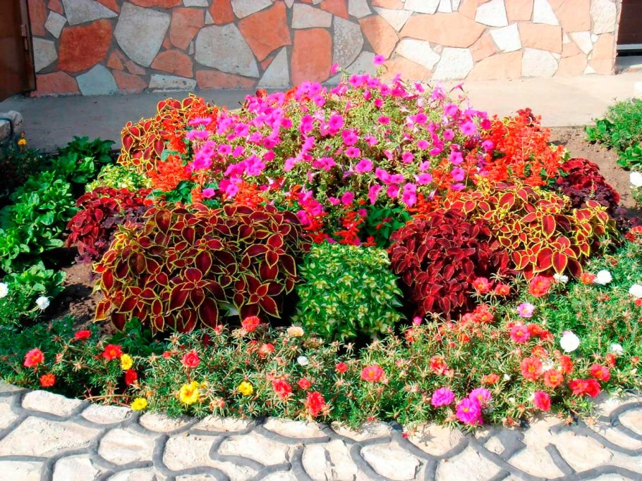 Цветы однолетники неприхотливые