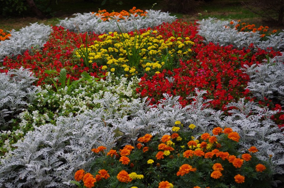 Астра Aster coloradoensis