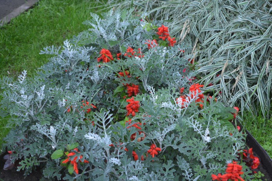 Сальвия бархатцы цинерария