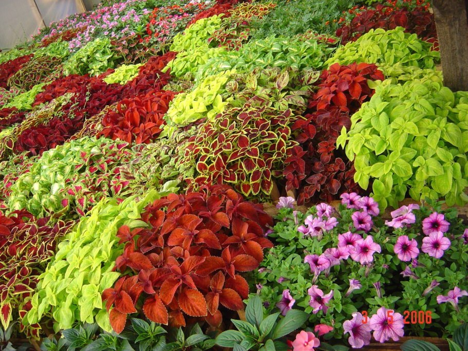 Газания цветок