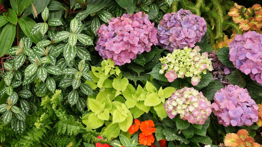 Кальцеолярия Сансет Гавриш