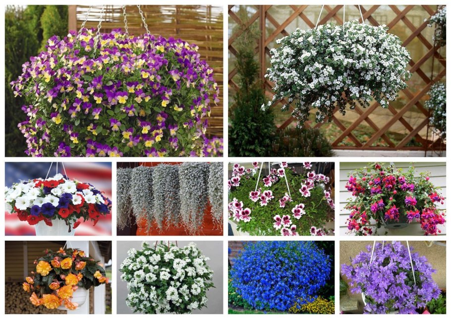 Бархатцы тонколистные Starfire