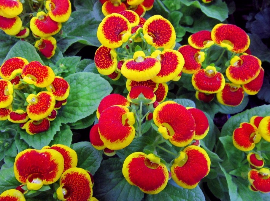 Сальвия Плейона