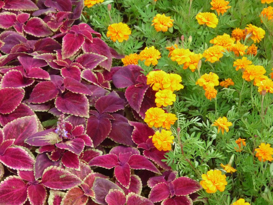 Колеус Stormy weather