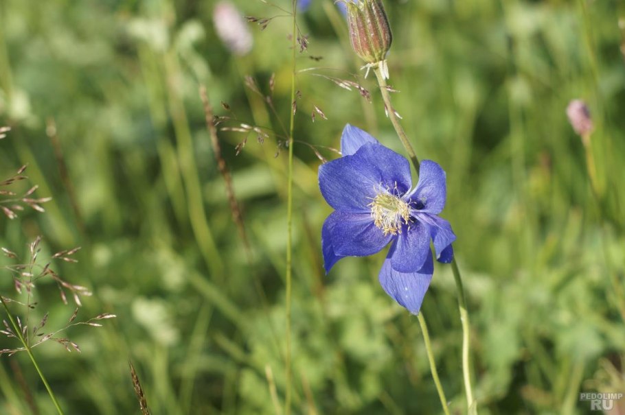 Весенние первоцветы Кандык Сибирский
