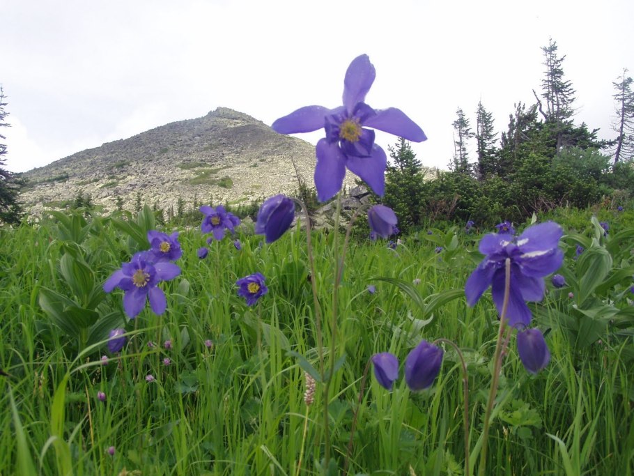 Лекарственные травы Кузбасса