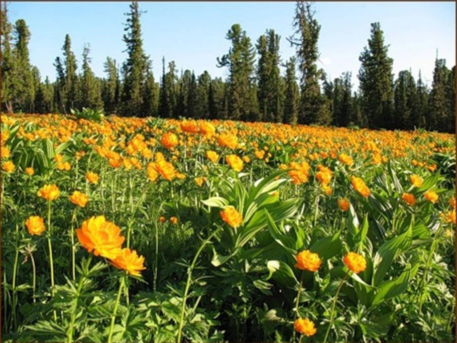 Кузнецкий Алатау Флора