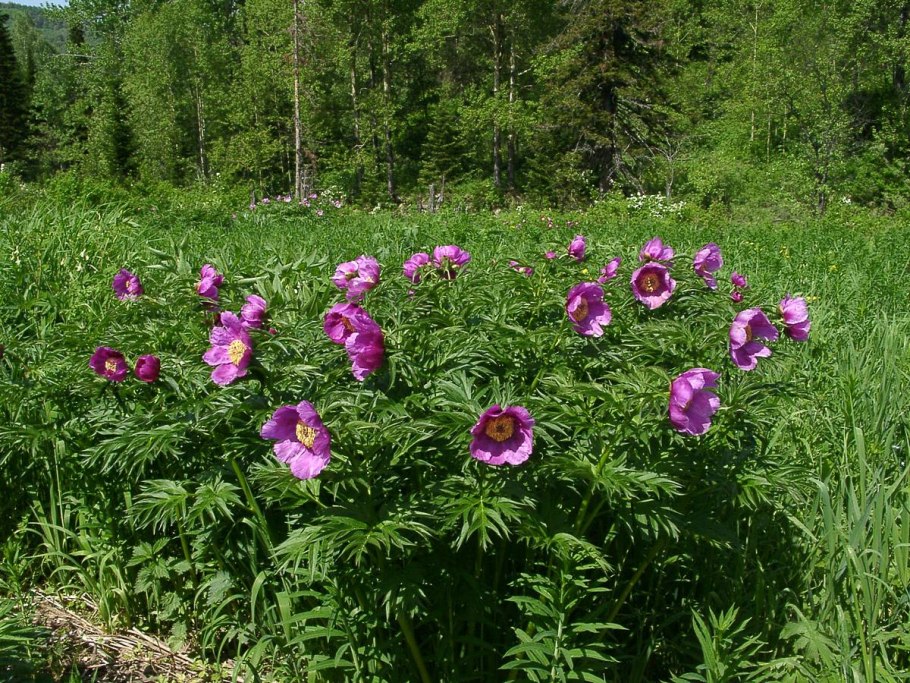 Кузнецкий Алатау гора большой Каным