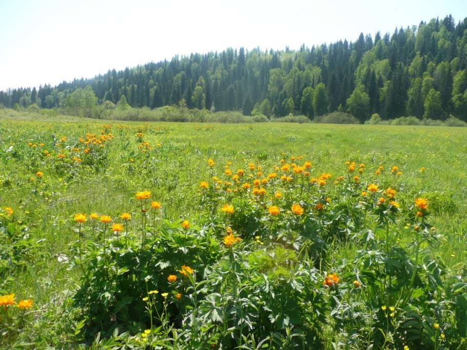 Травянистые растения Кузбасса
