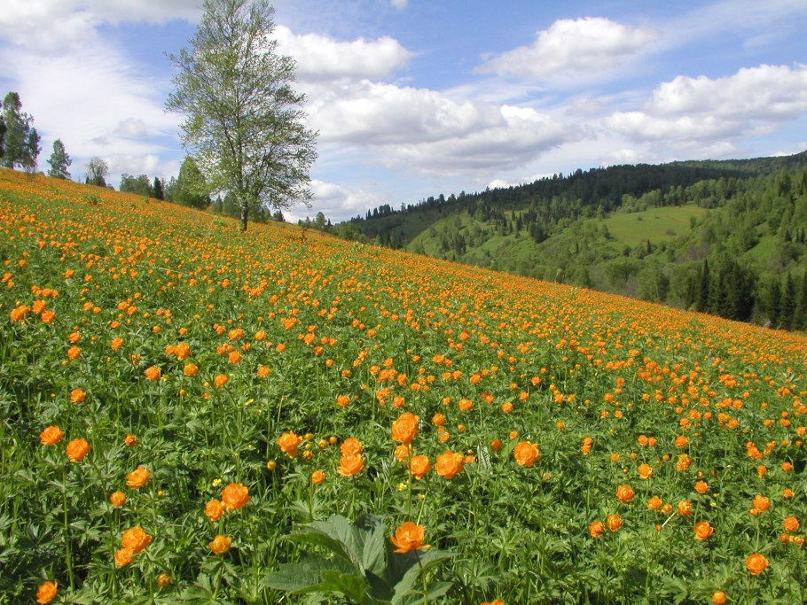 Растения на ник