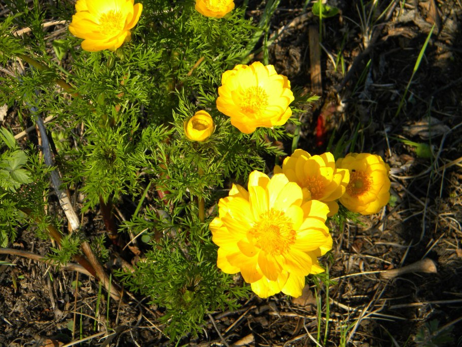 Краснокнижные насекомые Кузбасса