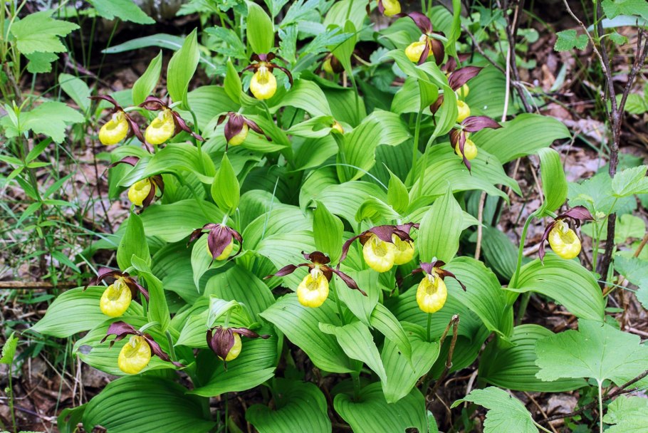 Сибиробитинелла Кузнецкая