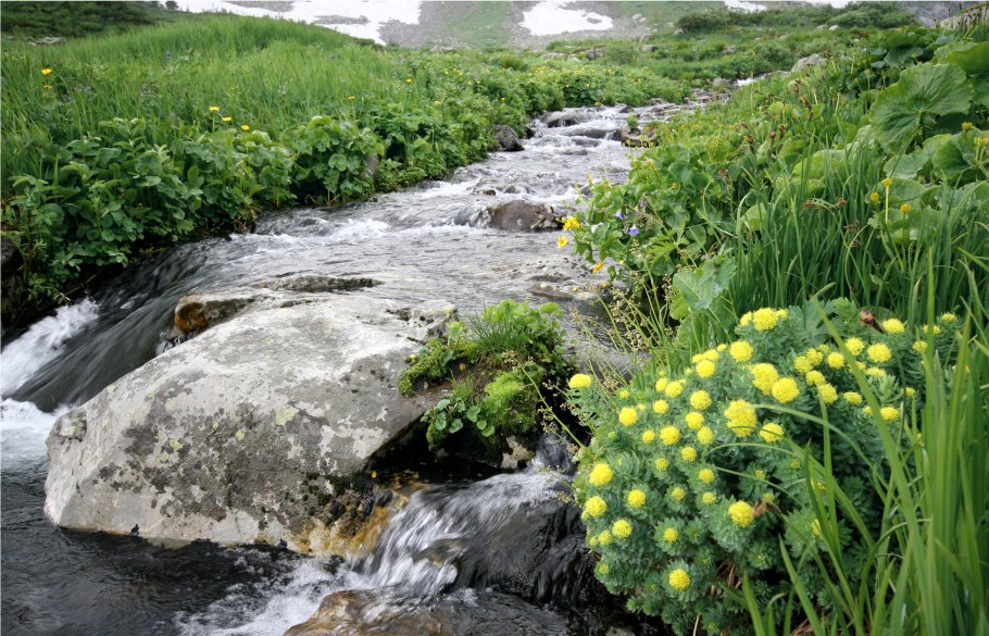 Купальница европейская