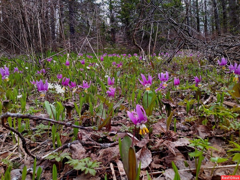 Дикий водосбор Алтая