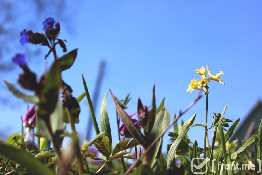 Прострела Даурского (сон-травы)